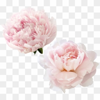 Peonies Png Transparent Image - White Peony Flowers Png Clipart