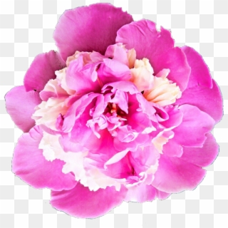 Peony Transparent Png - Bhavpurna Shraddhanjali Flower Png Clipart