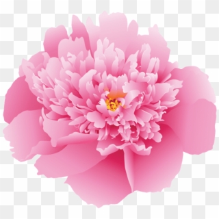 Free Png Download Pink Peony Flower Png Images Background Clipart
