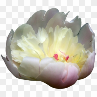 Peonies Png Picture - Yellow Paeonia Png Clipart