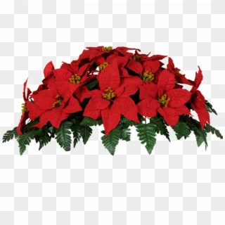 Christmas Poinsettia - Fleurs De Noel Pour Cimetiere Clipart