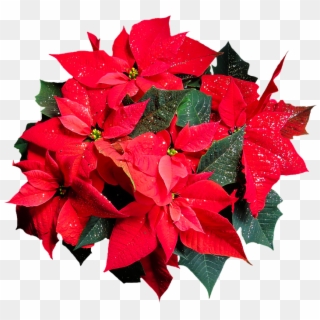 Flower, Poinsettia, Plant, Blossom, Bloom, Png - Poinsettia Png Clipart