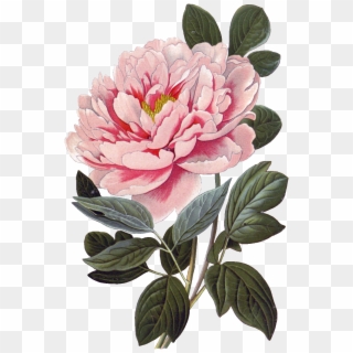 Pink Peony Flower Physical Element Design Clipart