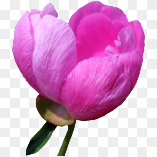 Peony Png Free Download - Portable Network Graphics Clipart