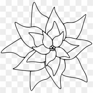 Poinsettia Clip Art Free - Drawing Of Poinsettia Steps - Png Download