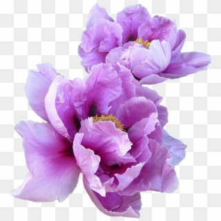 Purple Peony Flowers - Purple Aesthetic Png Transparent Clipart