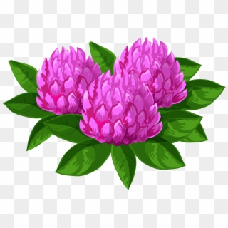 Peony Clipart Floral - Common Peony - Png Download