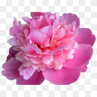 Peonies Flower Transparent Background Clipart