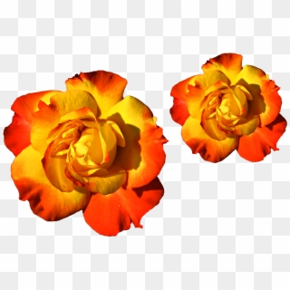 Goldern Roses Png Png Files Yellow Red Mixed Colors - Lijepe Ruze Clipart