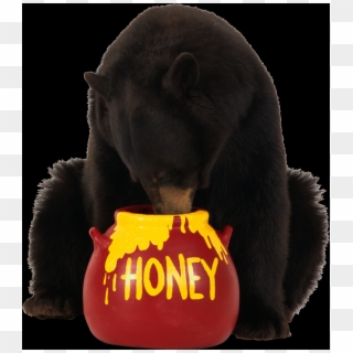 Bear Eating Honey Clipart