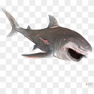 Bull Shark Png Graphic Transparent Stock Clipart