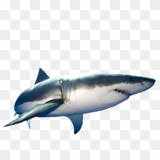 Great White Shark - Great White Shark Png Clipart