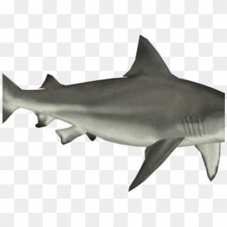 Great White Shark Clipart Aquatic Animal - Pez Tiburon En Png Transparent Png