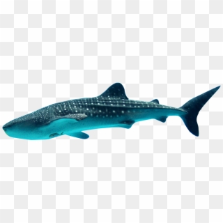 Great White Shark Clipart Whale Shark - Ocean City Whale Shark - Png Download