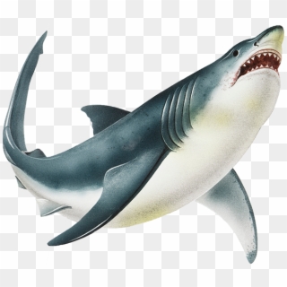 A Shark Always Has A Row Of Smaller Teeth Developing - Shark Png Clipart