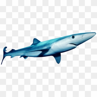 Sharks Png Clipart
