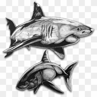 Great White Shark Illustration - Lamnidae Clipart