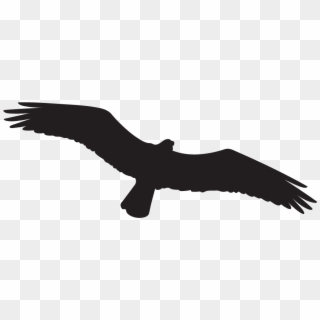 Osprey - Bird Black Transparent Clipart