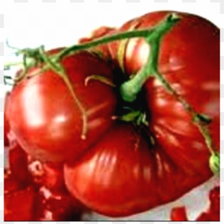 Morgtage Lifter Tomato Photo Source - Tomato Mortgage Lifter Clipart