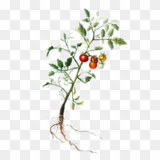Tomatoplant - Rose Hip Clipart