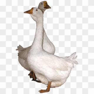 Free Png Goose Png Images Transparent - Gooses Png Clipart