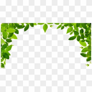 1920 X 1024 12 - Leaves Border Clipart Png Transparent Png