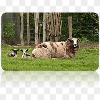 Patriarch S Sheep Discovered Clipart
