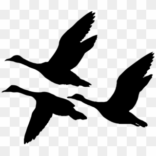 800 X 696 2 - Flying Geese Silhouette Clipart