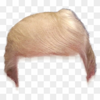 Camila Cabello - Donald Trump Hair Png Clipart