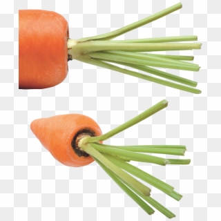 Carrot Png Image - Carrot Clipart