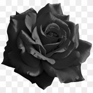 Black Rose Png - Transparent Black Rose Png Clipart