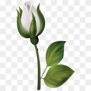 White Rose Bud Png Clipart - Bud Png Transparent Png