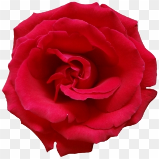 Rose Png Flower Images, Free Download - Transparent Background Roses Png Clipart