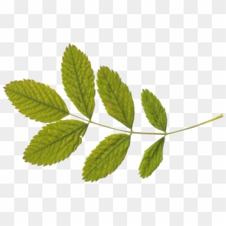 Green Leaf Png - Stem And Leaf Png Clipart