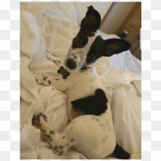 Photo Of Zarya - Companion Dog Clipart