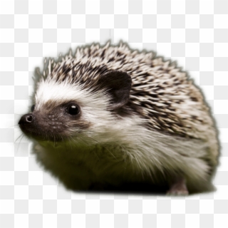 Hedge - European Hedgehog Clipart