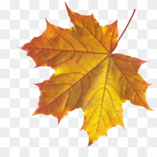 Yellow Autumn Leaves - Autumn Leaf Png Clipart