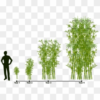 Bamboo Multiplication Chart - Gracilis Bamboo Growth Clipart