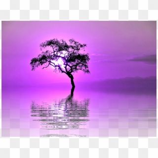 Laminated Poster Lake Lone Tree Isolated Png Tree Mirroring - Arbol Reflejo Clipart