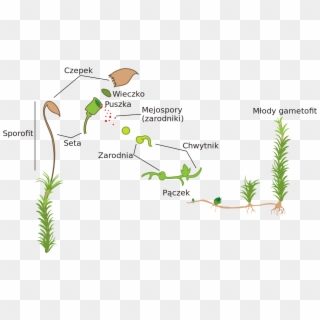 Moss Life Cycle Diagram , Png Download - Diagram Of A Moss Clipart