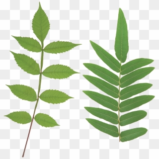Green Leaf Png - Leaf Leaves Png Clipart