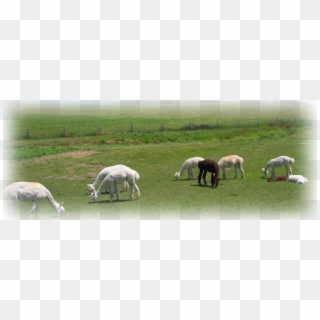 Grazing Clipart