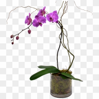 Elegant Single Stem Orchid - Stem Of An Orchid Clipart