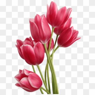 Png Single Flower - Tulip Png Clipart