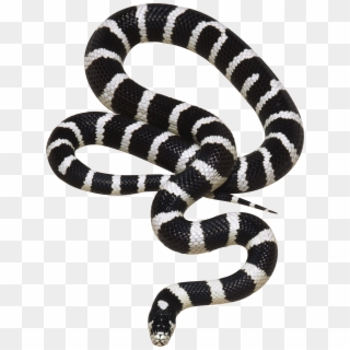 Cobra Snake Png Black And White - Black Snake Png Clipart