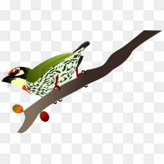 Coppersmith Barbet Clipart