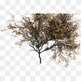 This Is Not Going To Be Useful For The Tree Modeling - Photoshop Autumn Tree Png Clipart