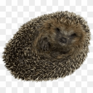 Free Png Download Hedgehog Rolled Up Png Images Background - Hedgehog Spiky Clipart