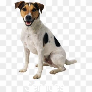 Dog In Sri Lanka Clipart
