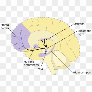 Gehirn Nucleus Accumbens Clipart